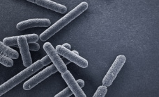 E. coli bacteria closeup