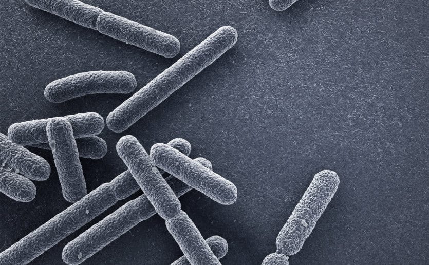 E. coli bacteria closeup.